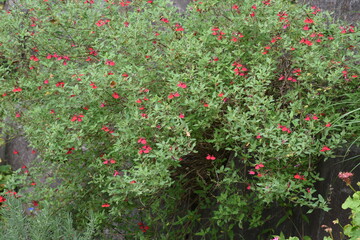 Hot lips (Cherry sage) / Salvia microphylla