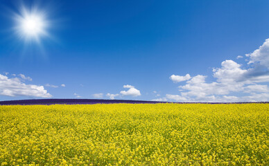 Obraz premium 黄色い花咲く丘と雲と太陽