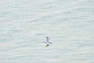 A single white and yellow gannet flies above the sea where the sun shines