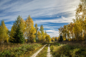 Forest with birch trees and a road in autumn with yellow leaves. Landscape, nature on a clear sunny day.
