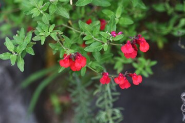 Hot lips (Cherry sage) / Salvia microphylla
