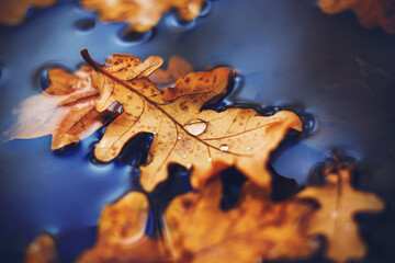 Fototapeta na wymiar A beautiful dry curved leaf that fell from an oak tree lies on the surface of the water in a puddle, and on it are shining drops after the rain. Macro.