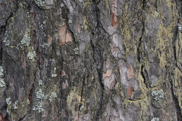 bark of a tree