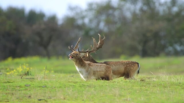 Fallow deer stag rutting in Autumn