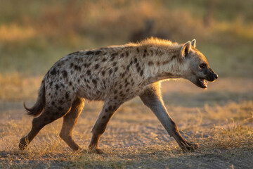 Young hyena walking in morning sun in Savuti in Botswana