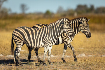 Two zebra walking in dry bush in warm afternoon sunshine in Moremi in Okavango Delta in Botswana