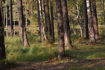 path in the woods