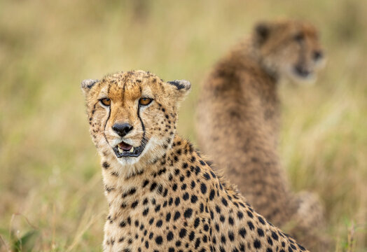 Close up on cheetah's face in Masai Mara in Kenya