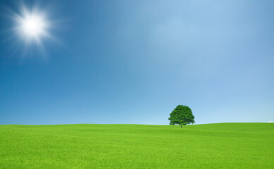 Fototapeta premium 緑の草原と雲と太陽