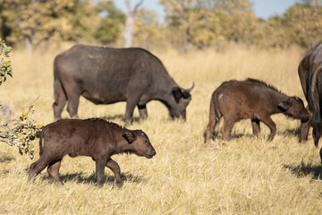 Small buffalo calf walking together with its herd in Moremi Reserve in Botswana