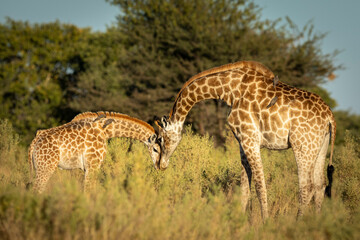 Mother and baby giraffe greeting each other in Moremi Reserve in Botswana