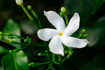 lily of the valley in spring