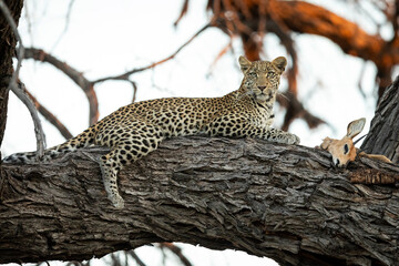 Leopard lying on a large tree branch looking alert with its prey in Botswana
