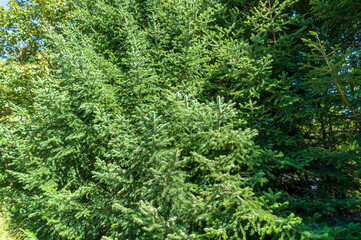 Lungo il sentiero 109 AG da Poggio San Romualdo a Castelletta