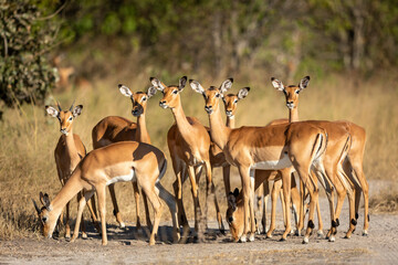 Herd of impala standing together on a road in Khwai River Okavango Delta in Botswana