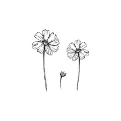 drawing of flowers. flowers of cosmea clipart or illustration. sketch
