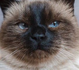 Close-up portrait of beautiful siamese cat with blue eyes.