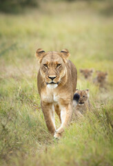 Vertical portrait of a female lioness leading her small cubs in green bush in Savuti Okavango Delta in Botswana