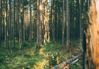 Obraz premium forest in autumn
