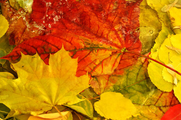 Red and yellow maple leaves in water