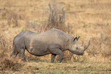 Black rhino with large horn walking in dry bush in Masai Mara in Kenya