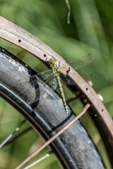 dragonfly on a bicycle