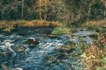river in the forest