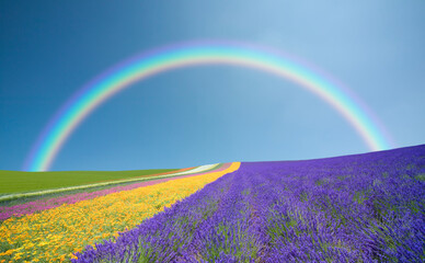 ラベンダー畑と虹