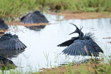 Black heron with its wings open standing in water hunting in Amboseli National Park in Botswana