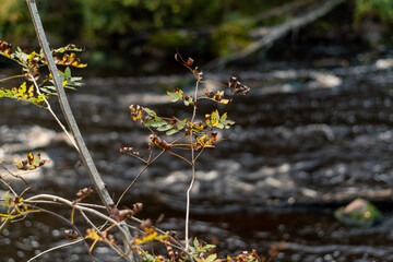 grasshopper on the grass