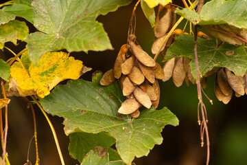 Ahorn Samen am Baum im Herbst