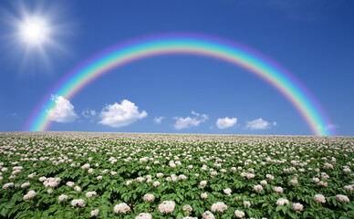ジャガイモ畑のジャガイモの花と雲と虹と太陽