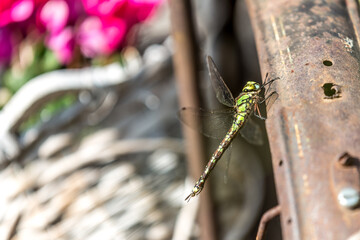 dragonfly on an old bicycle
