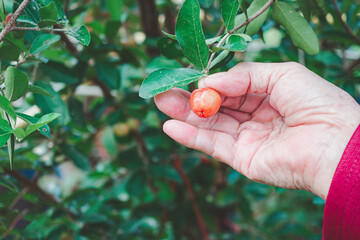 Close-up of a senior woman hand picking ripe red cherries from the tree in a garden. Space for text. Sweet organic berries. Concept of healthy fruits and old people
