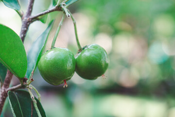 Close-up of unripe cherries hanging from a branch with green leaves. Space for text. Sweet organic berries. Concept of healthy fruits
