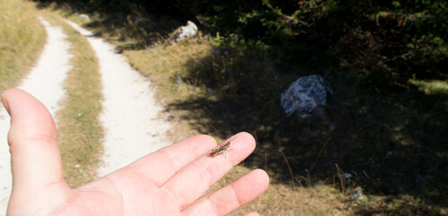 Lungo il sentiero 109 AG da Poggio San Romualdo a Castelletta