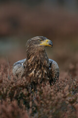 Eagle portrait in the autumn bog