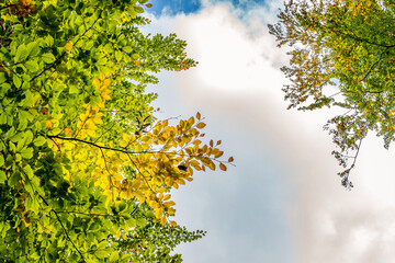 beautiful autumn hike in the colorful forest near wilhelmsdorf