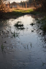 Tuft of grass growing out of water