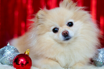 Cheerful puppy on a red Christmas background