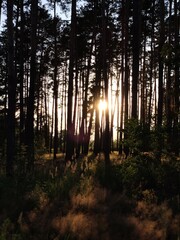 beautiful forest with sunset through pine trees