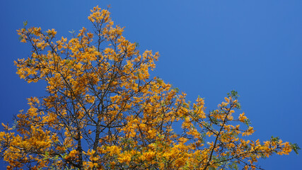 Fototapeta premium Silky oak tree in full bloom. Golden yellow flowers against a clear blue sky. 
