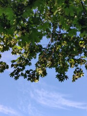 green foliage of a tree against a blue sky