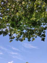 green foliage of a tree against a blue sky