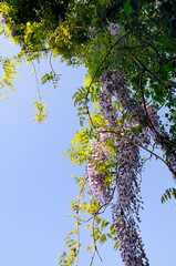 森に咲いているフジノハナと青空