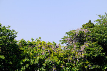 森に咲いているフジノハナと青空