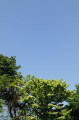 森に咲いているヤマボウシの花と青空