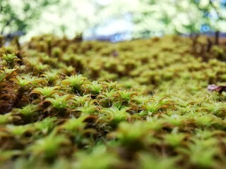moss on the tree