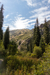 mountain slope in the forest. autumn mountains. gorge