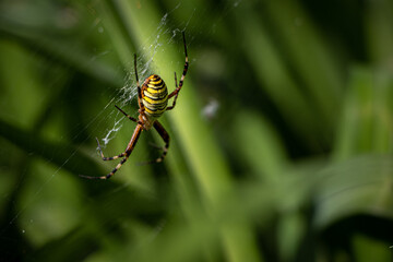 spider in nature. big spider on the web